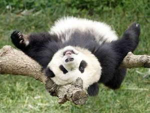 The Panda is an endangered species - Source: 900igr.net